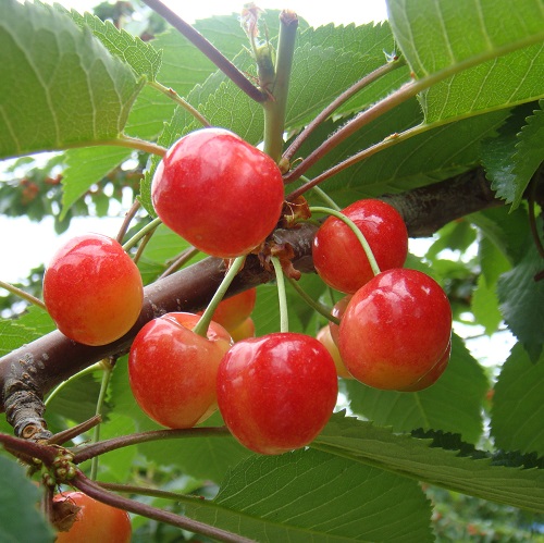 cherry-satonishiki