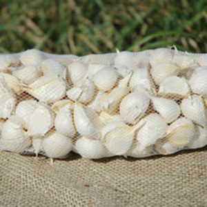 Garlic
