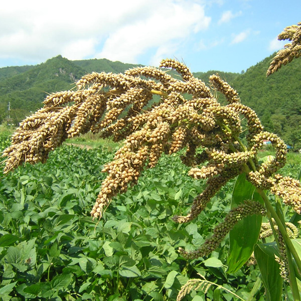 岩手県は雑穀の生産量日本一！軽米町みろく農園さんで農薬を使わずに育てた「ひえ」 Olahono オンラインショップ
